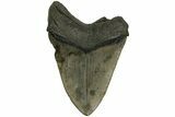 Serrated, Fossil Megalodon Tooth - South Carolina #204604-1